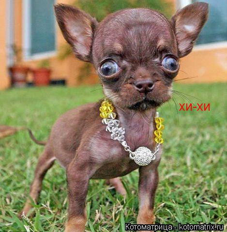 Котоматрица: хи-хи