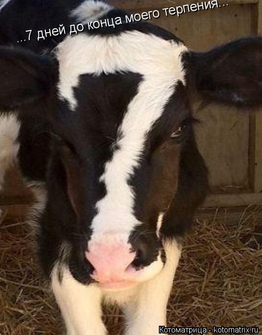 Котоматрица: ...7 дней до конца моего терпения...