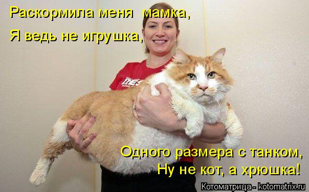 Раскормила меня мамка, Я ведь не игрушка, Одного размера с танком, Ну не кот, а хрюшка!... Котоматрица: Раскормила меня мамка, Я ведь не игрушка, Одного размера с танком, Ну не кот, а хрюшка!