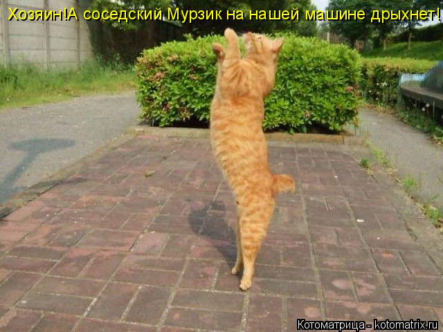 Котоматрица: Хозяин!А соседский Мурзик на нашей машине дрыхнет!