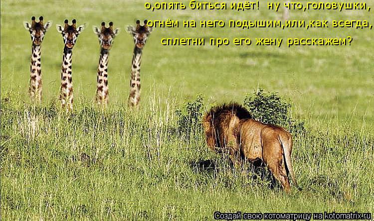Котоматрица: о,опять биться идёт!  ну что,головушки, сплетни про его жену расскажем? огнём на него подышим,или,как всегда,