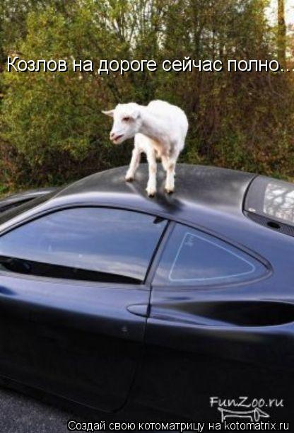 Котоматрица: Козлов на дороге сейчас полно…