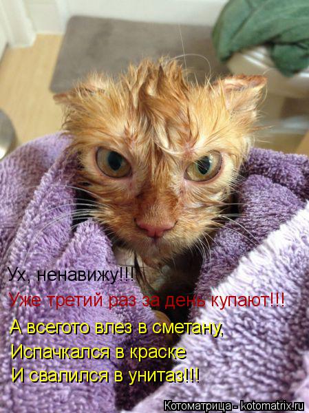 Котоматрица: Уже третий раз за день купают!!! А всегото влез в сметану, Ух, ненавижу!!! Испачкался в краске И свалился в унитаз!!!