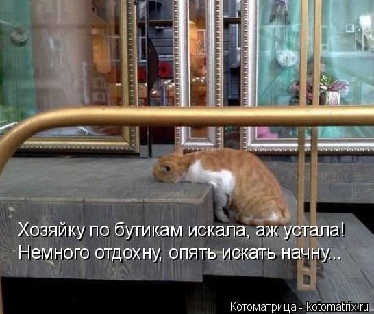 Котоматрица: Хозяйку по бутикам искала, аж устала! Немного отдохну, опять искать начну...