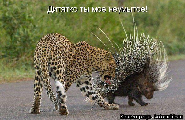 Котоматрица: Дитятко ты мое неумытое!