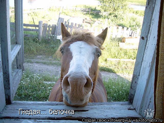 Котоматрица: Гнедая… белочка