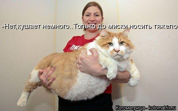 Котоматрица: -Нет,кушает немного..Только до миски носить тяжело