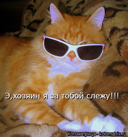 Э,хозяин я за тобой слежу!!!... Котоматрица: Э,хозяин я за тобой слежу!!!