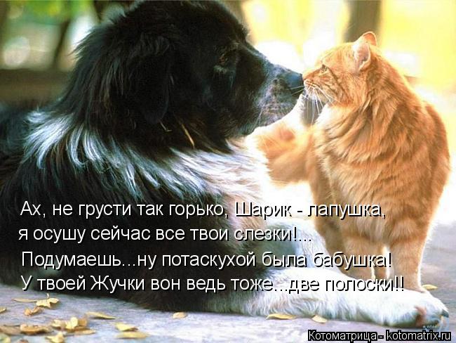 Котоматрица: Ах, не грусти так горько, Шарик - лапушка, я осушу сейчас все твои слезки!... Подумаешь...ну потаскухой была бабушка! У твоей Жучки вон ведь тоже