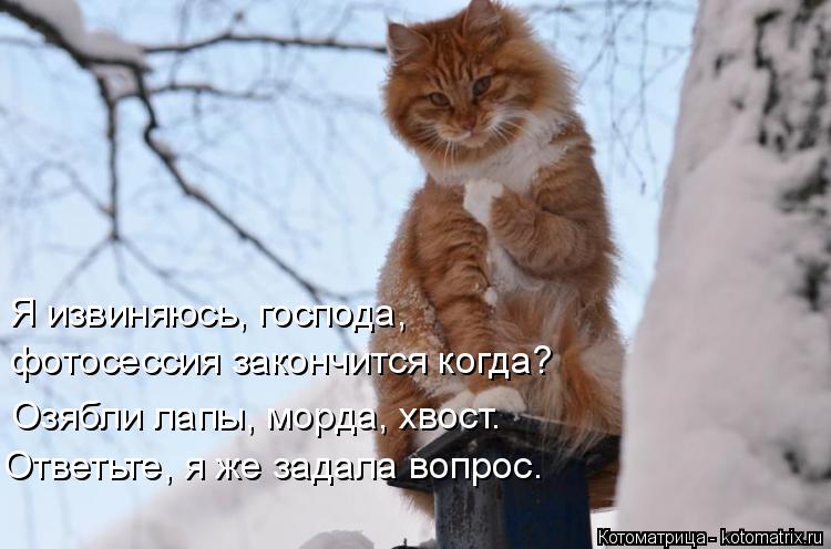 Котоматрица: Я извиняюсь, господа, фотосессия закончится когда? Озябли лапы, морда, хвост. Ответьте, я же задала вопрос.