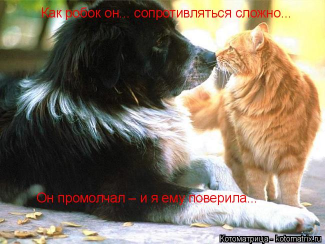 Котоматрица: Как робок он... сопротивляться сложно... Он промолчал – и я ему поверила...