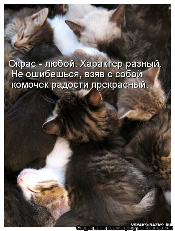 Котоматрица: Окрас - любой. Характер разный. Не ошибешься, взяв с собой комочек радости прекрасный.