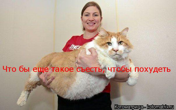Котоматрица: Что бы еще такое съесть, чтобы похудеть