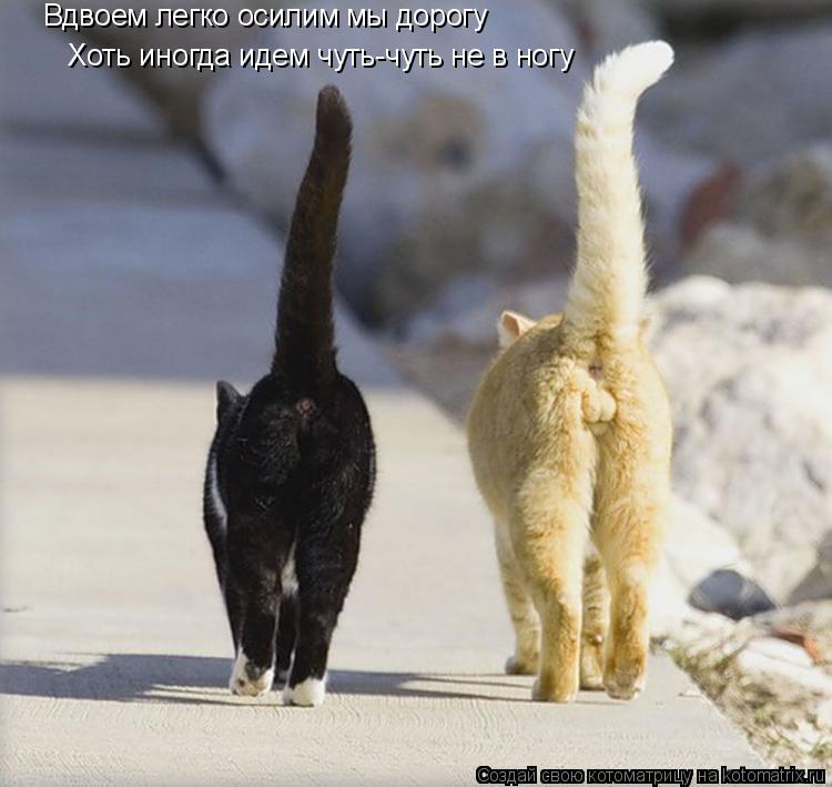 Котоматрица: Вдвоем легко осилим мы дорогу Хоть иногда идем чуть-чуть не в ногу