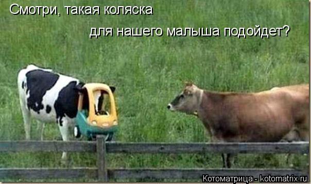для нашего малыша подойдет? Смотри, такая коляска... Котоматрица: для нашего малыша подойдет? Смотри, такая коляска