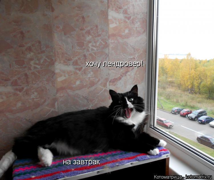 Котоматрица: хочу лендровер! на завтрак
