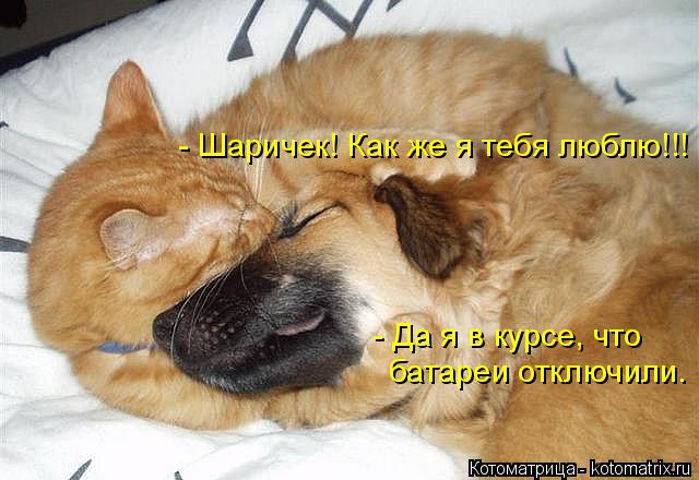 Котоматрица: - Шаричек! Как же я тебя люблю!!! - Да я в курсе, что батареи отключили.