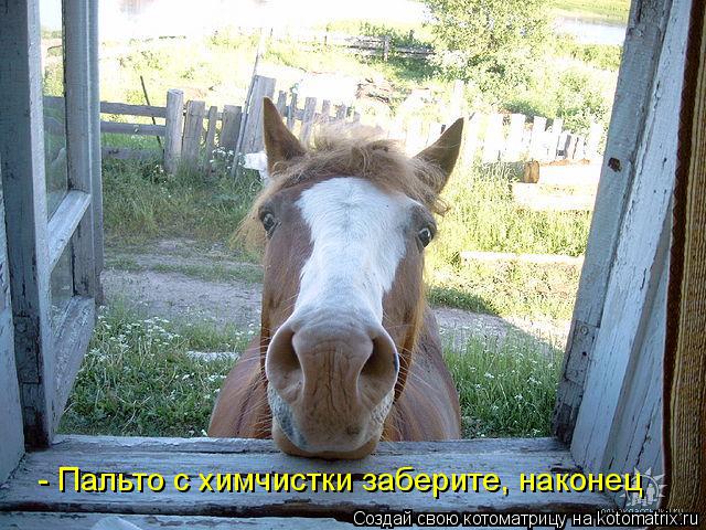 Котоматрица: - Пальто с химчистки заберите, наконец