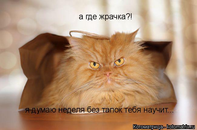 Котоматрица: а где жрачка?! я думаю неделя без тапок тебя научит...