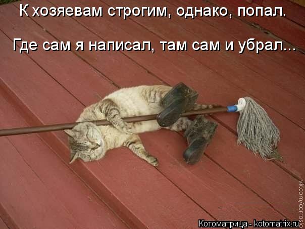Котоматрица: Где сам я написал, там сам и убрал... К хозяевам строгим, однако, попал.