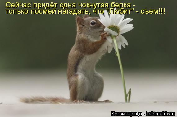 только посмей нагадать, что "Любит" - съем!!! Сейчас придёт одна чокнутая белка -... Котоматрица: только посмей нагадать, что "Любит" - съем!!! Сейчас придёт одна чокнутая белка -