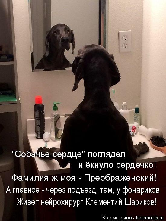Котоматрица: "Собачье сердце" поглядел  и ёкнуло сердечко! Фамилия ж моя - Преображенский! А главное - через подъезд, там, у фонариков Живет нейрохирург Кл
