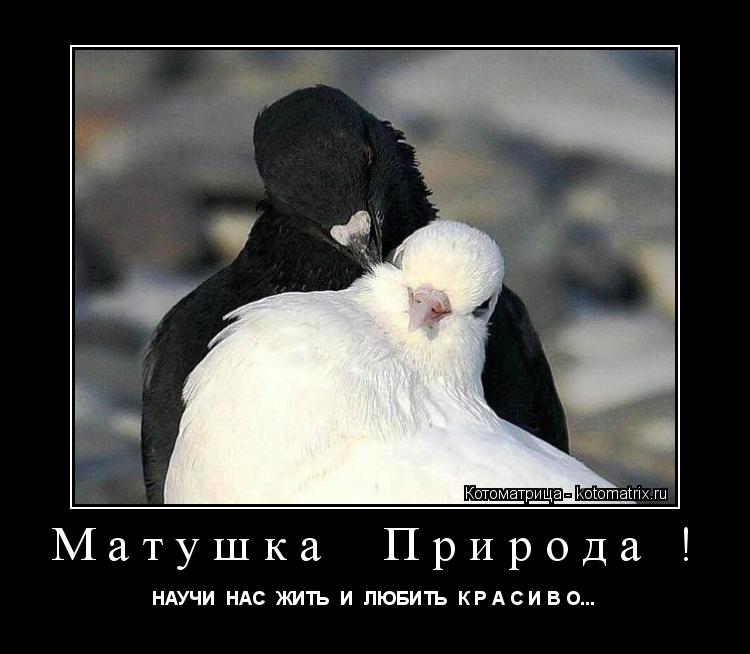 Котоматрица: Матушка  Природа ! НАУЧИ  НАС  ЖИТЬ  И  ЛЮБИТЬ  К Р А С И В О...
