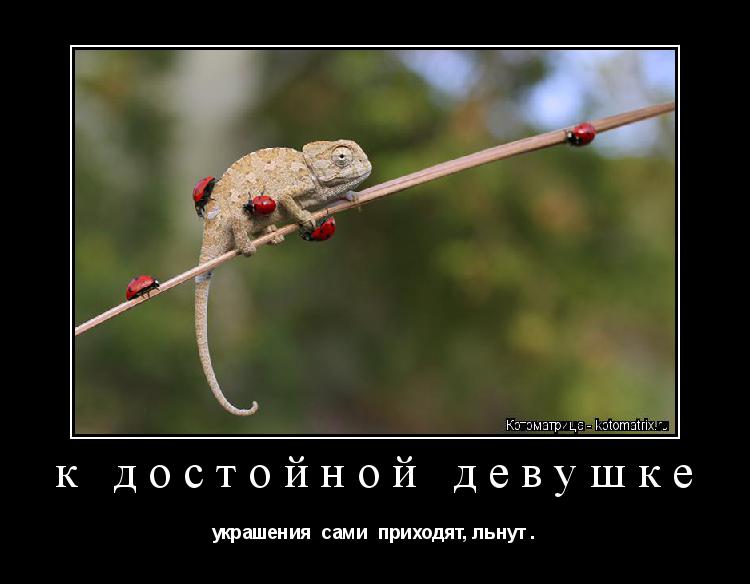 к достойной девушке украшения сами приходят, льнут .... Котоматрица: к достойной девушке украшения сами приходят, льнут .