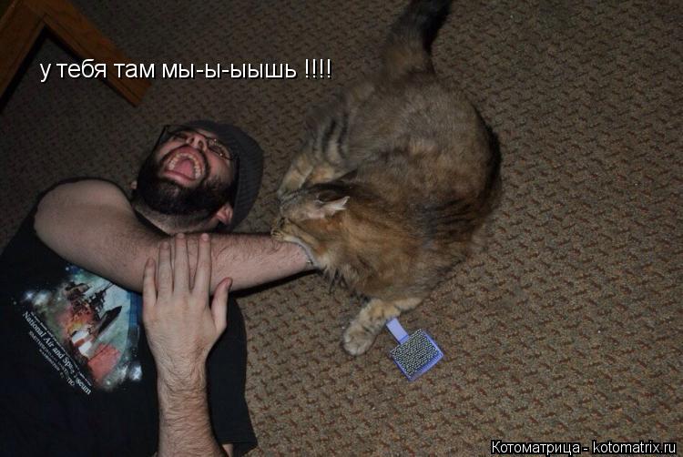 Котоматрица: у тебя там мы-ы-ыышь !!!!