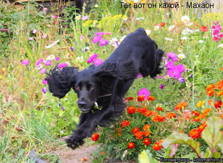 Так вот он какой - Махаон... Котоматрица: Так вот он какой - Махаон