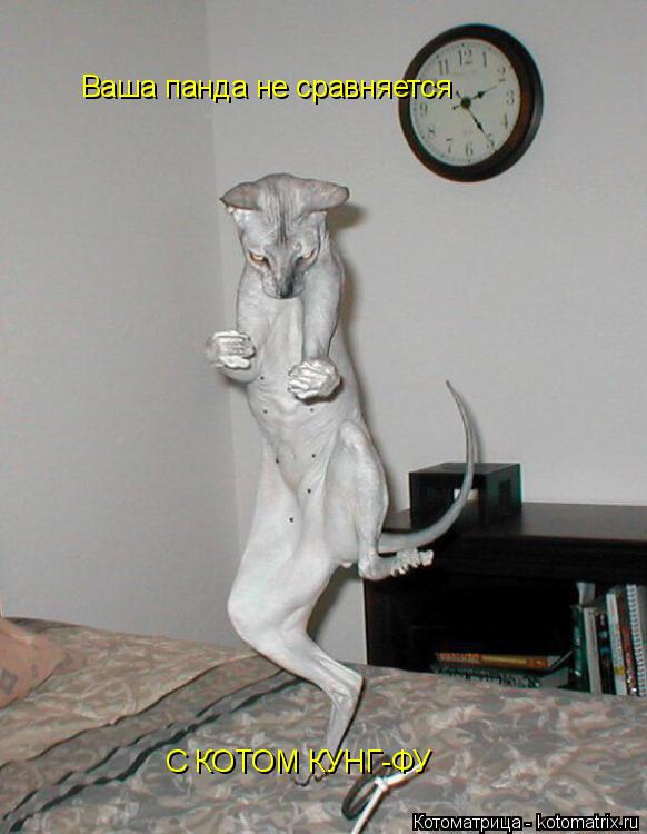 Ваша панда не сравняется С КОТОМ КУНГ-ФУ... Котоматрица: Ваша панда не сравняется С КОТОМ КУНГ-ФУ