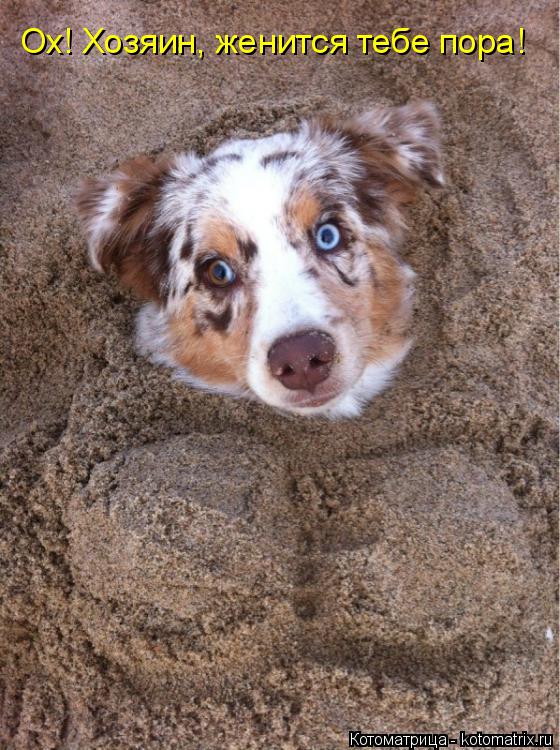 Ох! Хозяин, женится тебе пора!... Котоматрица: Ох! Хозяин, женится тебе пора!