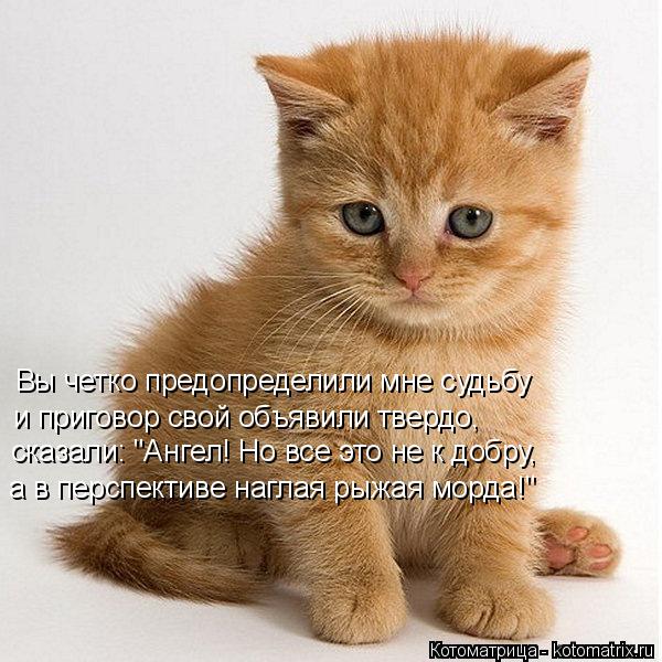 Вы четко предопределили мне судьбу и приговор свой объявили твердо, сказали: "Ангел! Но все это не к ... Котоматрица: Вы четко предопределили мне судьбу и приговор свой объявили твердо, сказали: "Ангел! Но все это не к добру, а в перспективе наглая рыжая морд