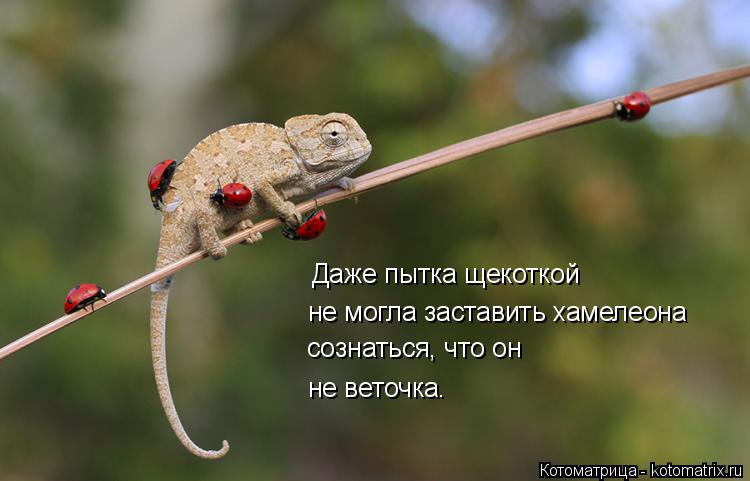 Котоматрица: Даже пытка щекоткой  не могла заставить хамелеона сознаться, что он не веточка.