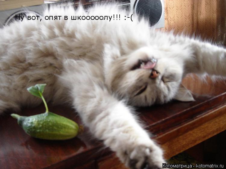 Ну вот, опят в шкооооолу!!! :-( Ну вот, опят в шкооооолу!!! :-(... Котоматрица: Ну вот, опят в шкооооолу!!! :-( Ну вот, опят в шкооооолу!!! :-(