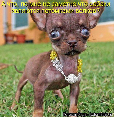 Котоматрица: А что, по мне не заметно,что собаки являются потомками волков?