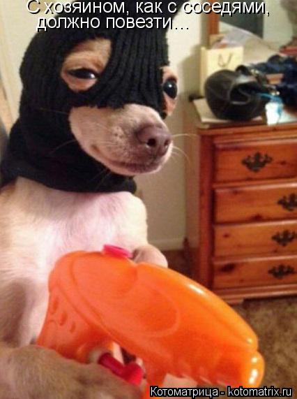 С хозяином, как с соседями, должно повезти…... Котоматрица: С хозяином, как с соседями, должно повезти…