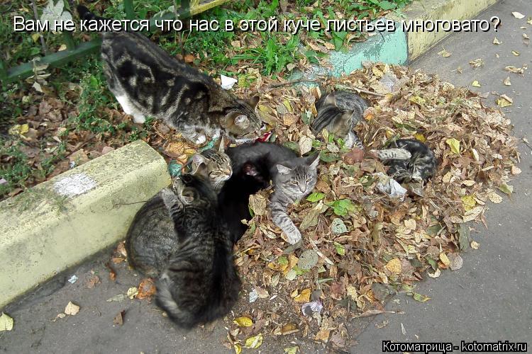 Вам не кажется что нас в этой куче листьев многовато?... Котоматрица: Вам не кажется что нас в этой куче листьев многовато?