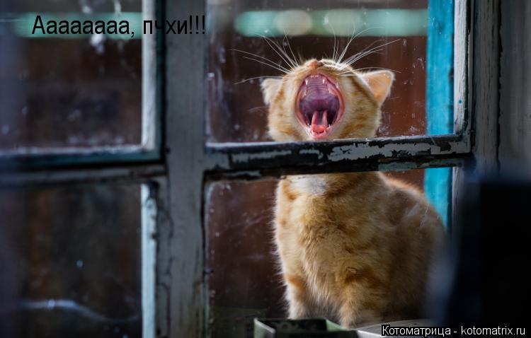 Аааааааа, пчхи!!!... Котоматрица: Аааааааа, пчхи!!!