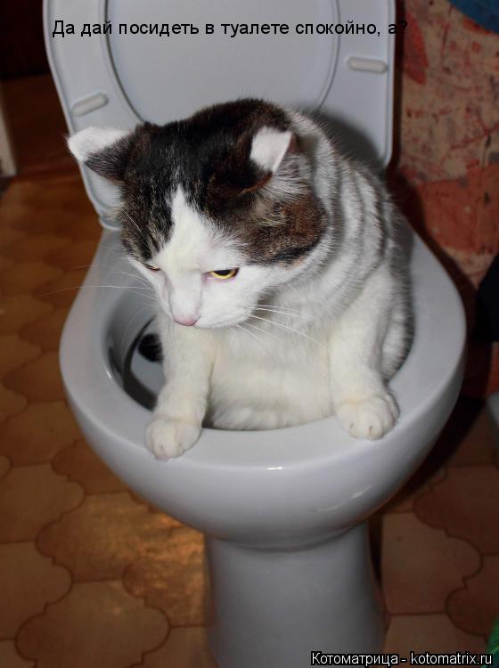 Да дай посидеть в туалете спокойно, а?... Котоматрица: Да дай посидеть в туалете спокойно, а?