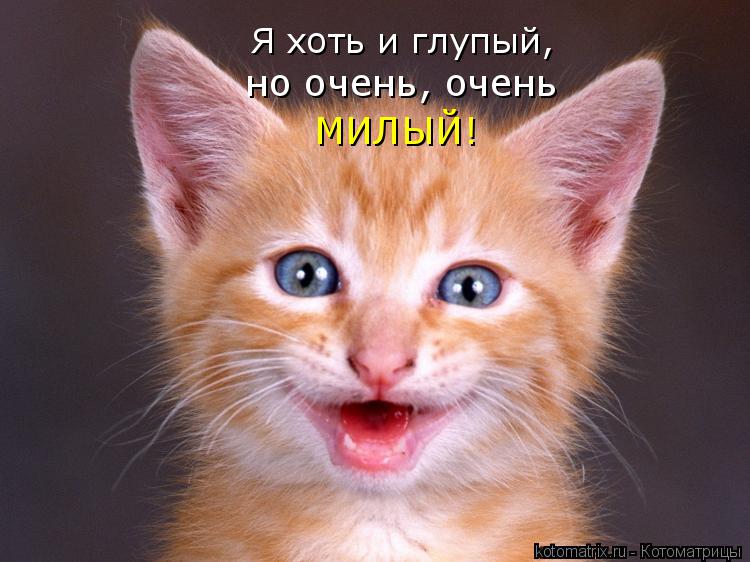 Я хоть и глупый, Я хоть и глупый, но очень, очень МИЛЫЙ!... Котоматрица: Я хоть и глупый, Я хоть и глупый, но очень, очень МИЛЫЙ!