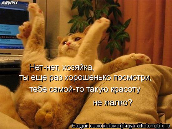 ты еще раз хорошенько посмотри, тебе самой-то такую красоту не жалко? Нет-нет, хозяйка,... Котоматрица: ты еще раз хорошенько посмотри, тебе самой-то такую красоту не жалко? Нет-нет, хозяйка,