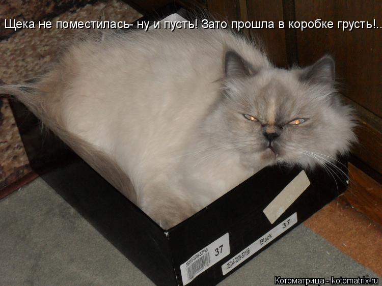 Котоматрица: Щека не поместилась- ну и пусть! Зато прошла в коробке грусть!...