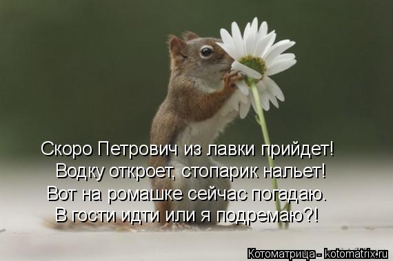 Водку откроет, стопарик нальет! Скоро Петрович из лавки прийдет! В гости идти или я подремаю?! Вот на... Котоматрица: Водку откроет, стопарик нальет! Скоро Петрович из лавки прийдет! В гости идти или я подремаю?! Вот на ромашке сейчас погадаю.