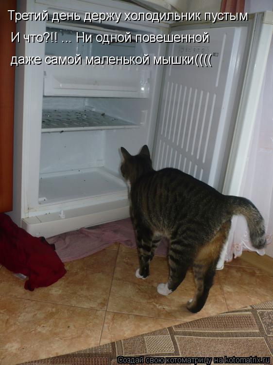 Третий день держу холодильник пустым И что?!! ... Ни одной повешенной даже самой маленькой мышки((((... Котоматрица: Третий день держу холодильник пустым И что?!! ... Ни одной повешенной даже самой маленькой мышки((((