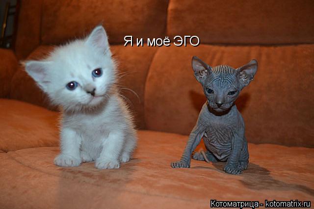 Котоматрица: Я и моё ЭГО