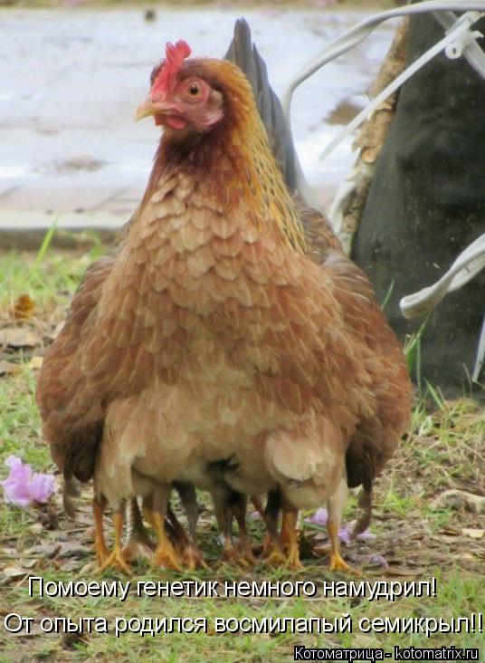 Помоему генетик немного намудрил! От опыта родился восмилапый семикрыл!!!... Котоматрица: Помоему генетик немного намудрил! От опыта родился восмилапый семикрыл!!!