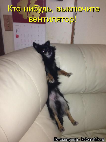 Котоматрица: Кто-нибудь, выключите вентилятор!