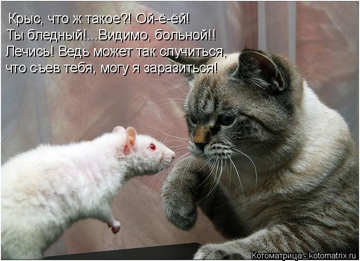 Крыс, что ж такое?! Ой-ё-ёй! Ты бледный!...Видимо, больной!! Лечись! Ведь может так случиться, что съ... Котоматрица: Крыс, что ж такое?! Ой-ё-ёй! Ты бледный!...Видимо, больной!! Лечись! Ведь может так случиться, что съев тебя, могу я заразиться!