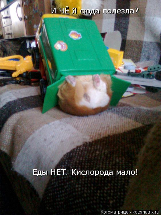 Котоматрица: И ЧЁ Я сюда полезла? Еды НЕТ. Кислорода мало!